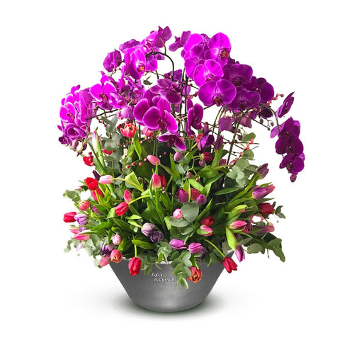 Viola